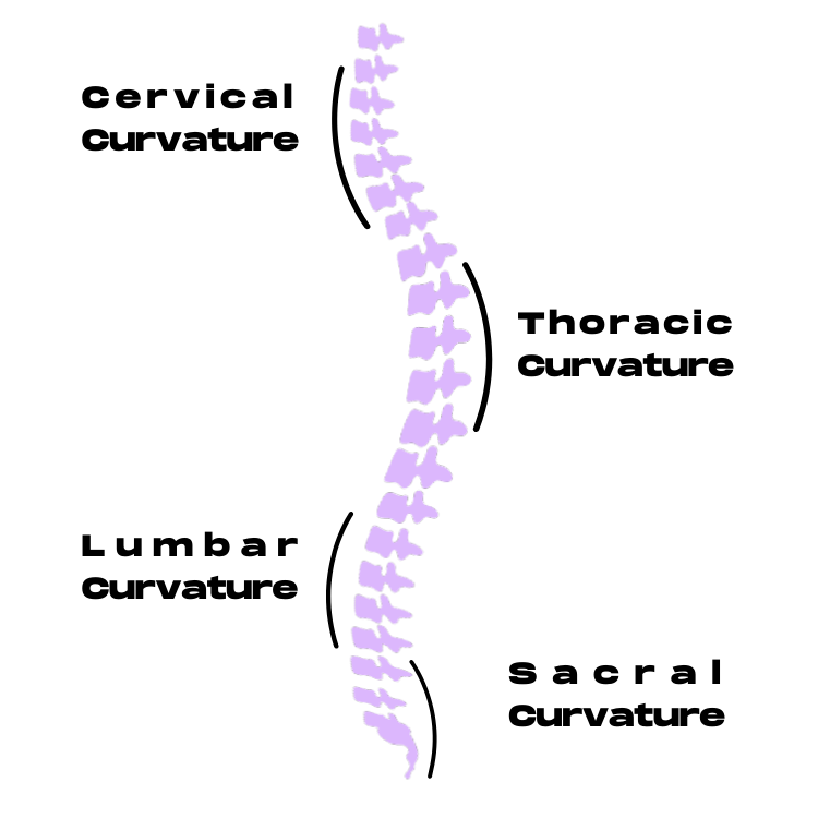 Text Neck and Chiropractic Care | Spine Structure | Posture