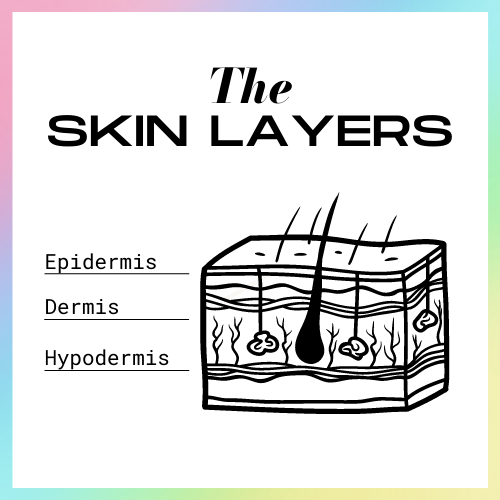 allyoucanface_SKIN-LAYER_DERMIS_EPIDERMIS_HYPODERMIS